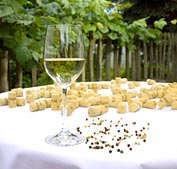 Weingarten in Niedersterreich