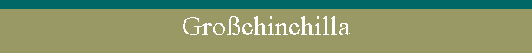 Gro�chinchilla