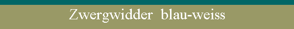 Zwergwidder  blau-weiss